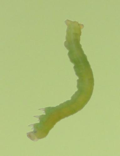 Réf. 281 100 : Theria primaria